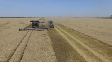 Fendt İdeal. Alan 4k video havadan görünümünde buğday hasat üzerinde Uçuş.