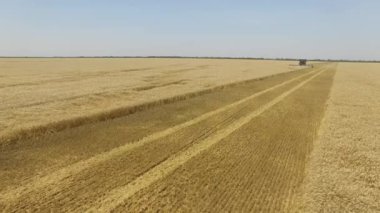 Fendt İdeal. Alan 4k video havadan görünümünde buğday hasat üzerinde Uçuş.