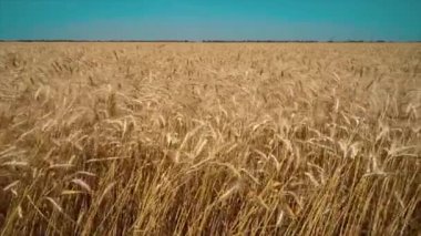Buğday alanı yakın. Altın buğday alanı izole, doğa manzara sağlık kavramı. Huzurlu sahne.
