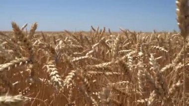 Buğday Tarlası bir traktör türbininin sesiyle yakın. Doğa peyzaj Sağlık Kavramı. Huzurlu sahne.