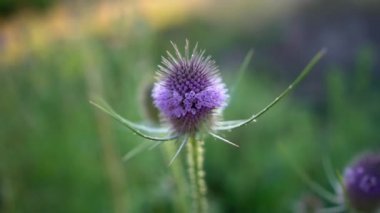 Mavi çiçekler bitkiler keten güneşli yaz günü video klip yakın çekim makro video