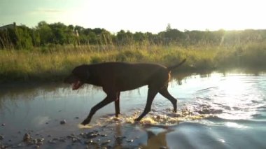 Sınır Collie köpekler su kapalı sallayarak, ultra yavaş hareket