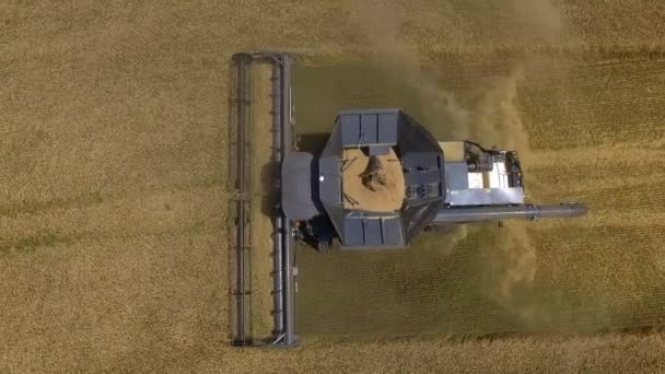 Fendt ideal. Vlucht over de oogst van tarwe op het veld 4k Video Aerial view. — Stockvideo