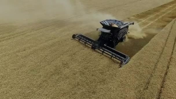Fendt ideal. Vlucht over de oogst van tarwe op het veld 4k Video Aerial view. — Stockvideo