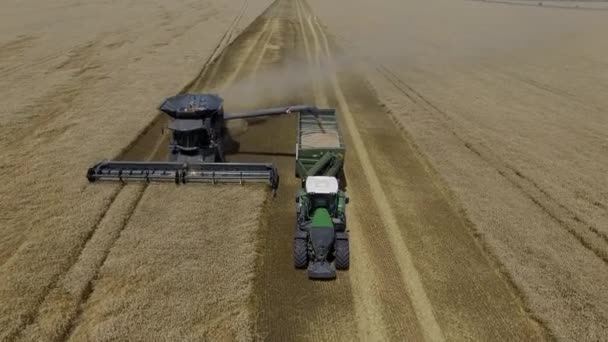 펜트 이상. 필드 4K 비디오 공중 보기에 밀의 수확을 통해 비행. — 비디오