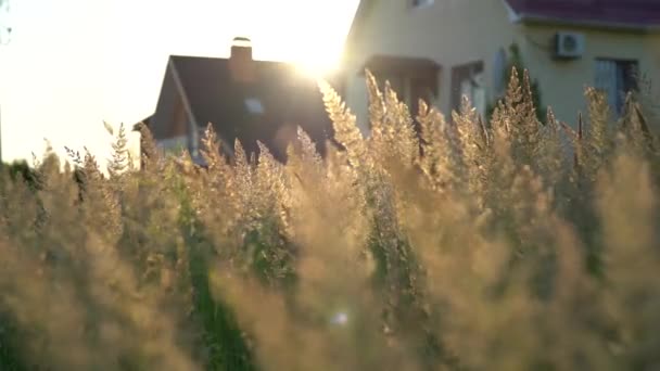 Flores hierba verano de agitar en la puesta del sol, 4K metraje — Vídeos de Stock