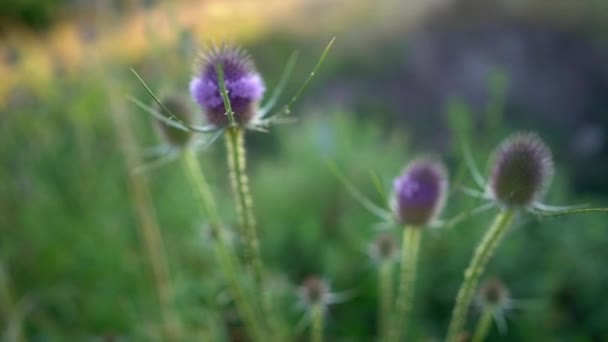 Blauwe bloemen planten vlas zonnige zomerdag videoclip close-up macro video — Stockvideo