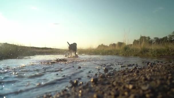 Lento movimiento de un grupo de juguetón pedigrí Deutsch kurzhaar perros están corriendo — Vídeo de stock