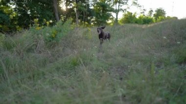 Eğlenceli bir grubun yavaş hareket Deutsch KURZHAAR köpekler çalışıyor