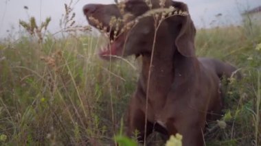 Eğlenceli bir grubun yavaş hareket Deutsch KURZHAAR köpekler çalışıyor