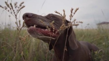 Eğlenceli bir grubun yavaş hareket Deutsch KURZHAAR köpekler çalışıyor