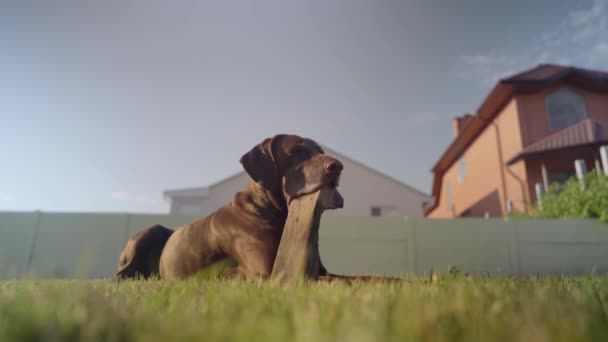 Deutsch KURZHAAR liggend op het groene grasveld op zonnige dag. — Stockvideo