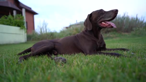 Deutsch kurzhaar couché sur le champ d'herbe verte le jour ensoleillé . — Video