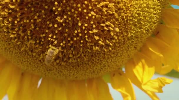 Bijen zijn op grote zonnebloem pollen. — Stockvideo