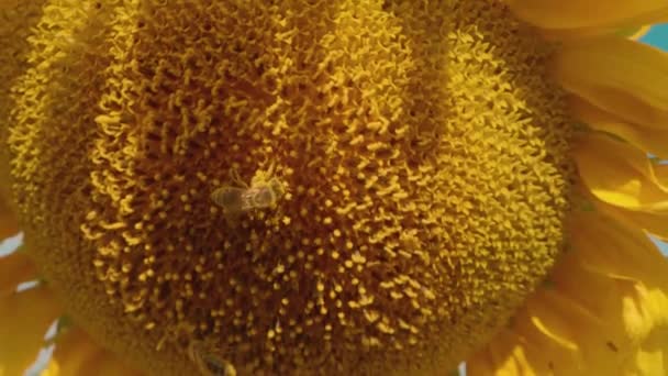 Včely se nacházejí na velkém slunečnicovém pylu. — Stock video