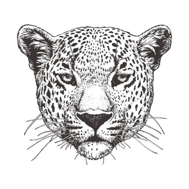 Beyaz arka plan üzerinde izole leopar Başkanı