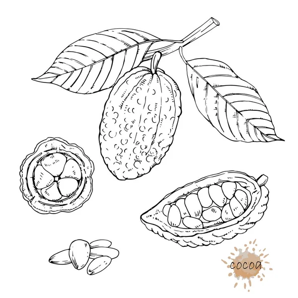 Cacao Fresco Aislado Sobre Fondo Blanco Cartel Alimentos — Vector de stock