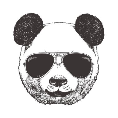 Güneş gözlüğü takıyor panda Başkanı. Hipster hayvan.