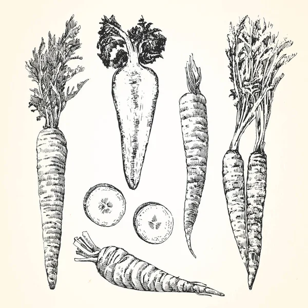Ilustración Dibujada Mano Zanahorias Vector — Vector de stock