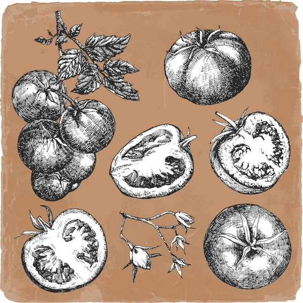 Handritade Illustration Tomater Vektor Vektor — Stock vektor