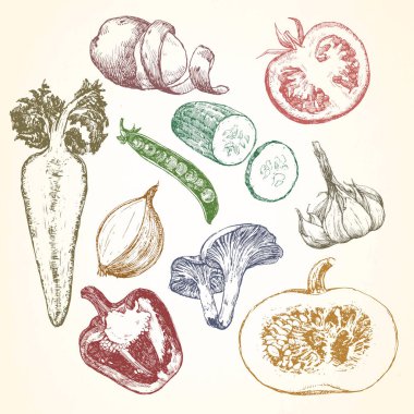 Çizilmiş illüstrasyon sebze