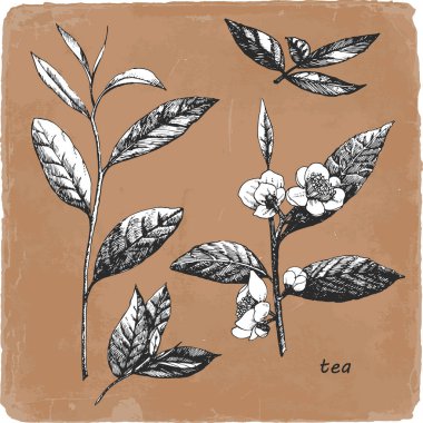 Çay çizilmiş Illustration. Vektör
