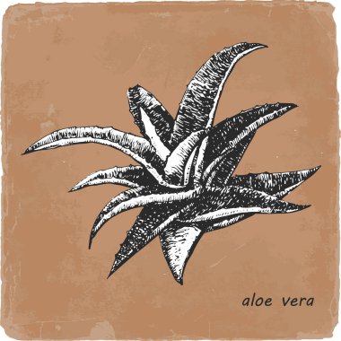 Aloe Vera çizilmiş Illustration. Vektör
