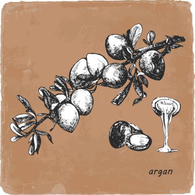 Argan çizilmiş Illustration. Vektör