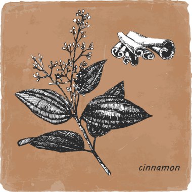 Tarçın çizilmiş Illustration. Vektör