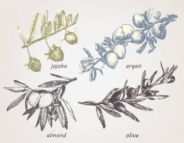 Çizilmiş kümesi bitkiler: zeytin, argan, badem ve jojoba. Vektör