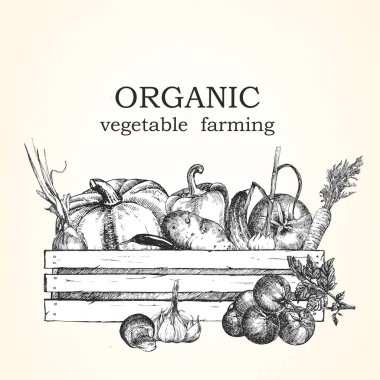 Sebze ve meyve kutusunda resmi çizilmiş. Vektör