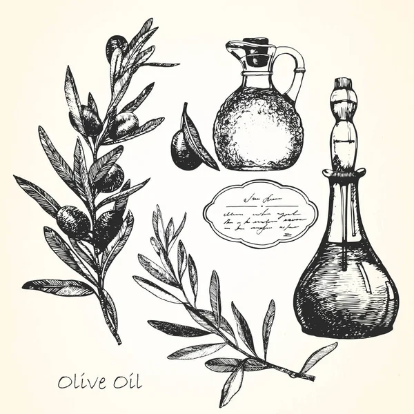 Ręcznie Rysowane Ilustracja Oliwy Oliwek Wektor — Wektor stockowy