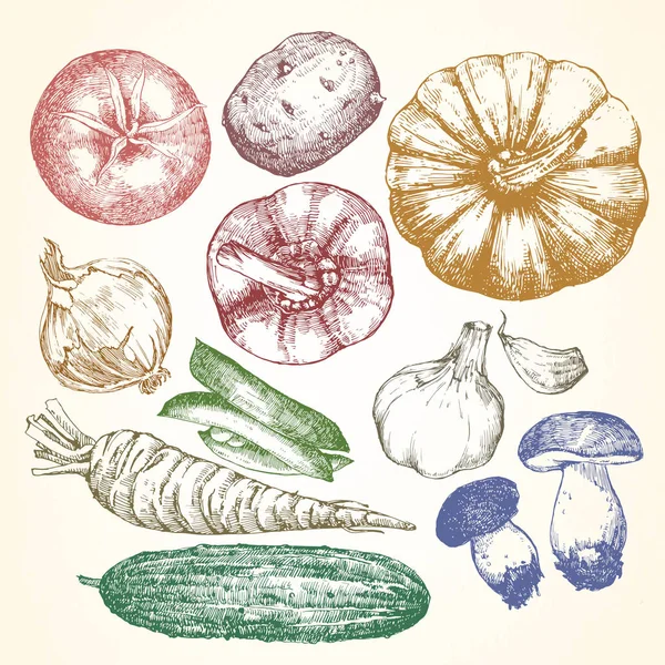 Hand Drawn Illustration Vegetables Vector — Stock Vector