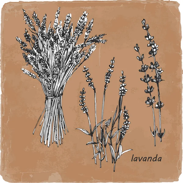 Ilustração Desenhada Mão Lavanda Vetor — Vetor de Stock