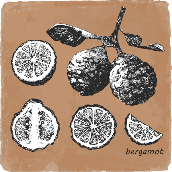 Hand Drawn Illustration Bergamot Vector — Stock Vector