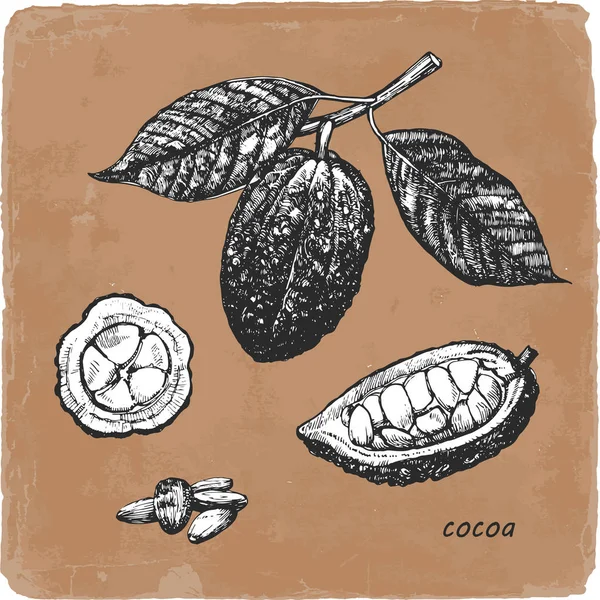 Illustration Dessinée Main Cacao Vecteur — Image vectorielle