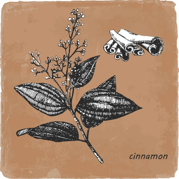 Hand Drawn Illustration Cinnamon Vector — Stock Vector