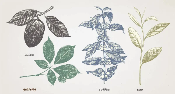 Conjunto Plantas Dibujadas Mano Cocao Café Ginseng Vector — Vector de stock