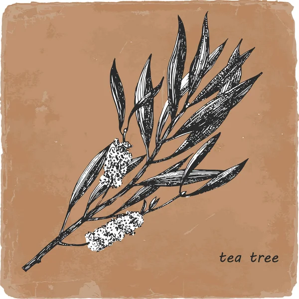 Hand-drawn illustration of Tea Tree. Vector — Stock Illustration Hand Drawn Illustration Tea Tree Vector Royalty Free Stock Illustrations