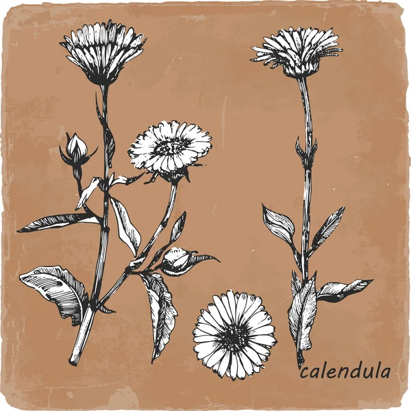 Stylish Hand Drawn Illustration Calendula Flowers Vector Illustration — Stock Vector