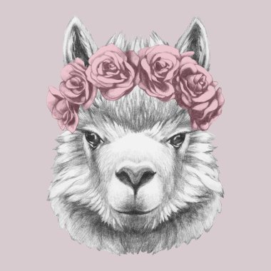 Çiçek baş çelenk ile portre Lama. Elle çizilmiş illüstrasyon. 