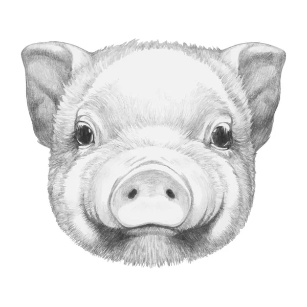 Portrait Piggy Hand Drawn Illustration — Stock Vector