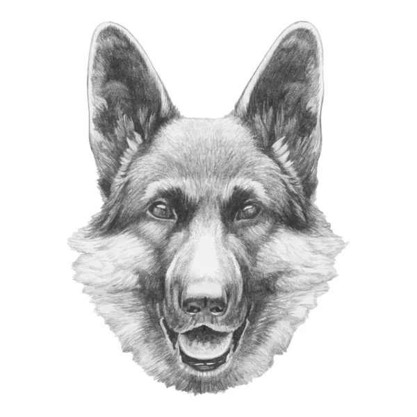 Drawing of the dog German Shepherd Dog — Stock Photo