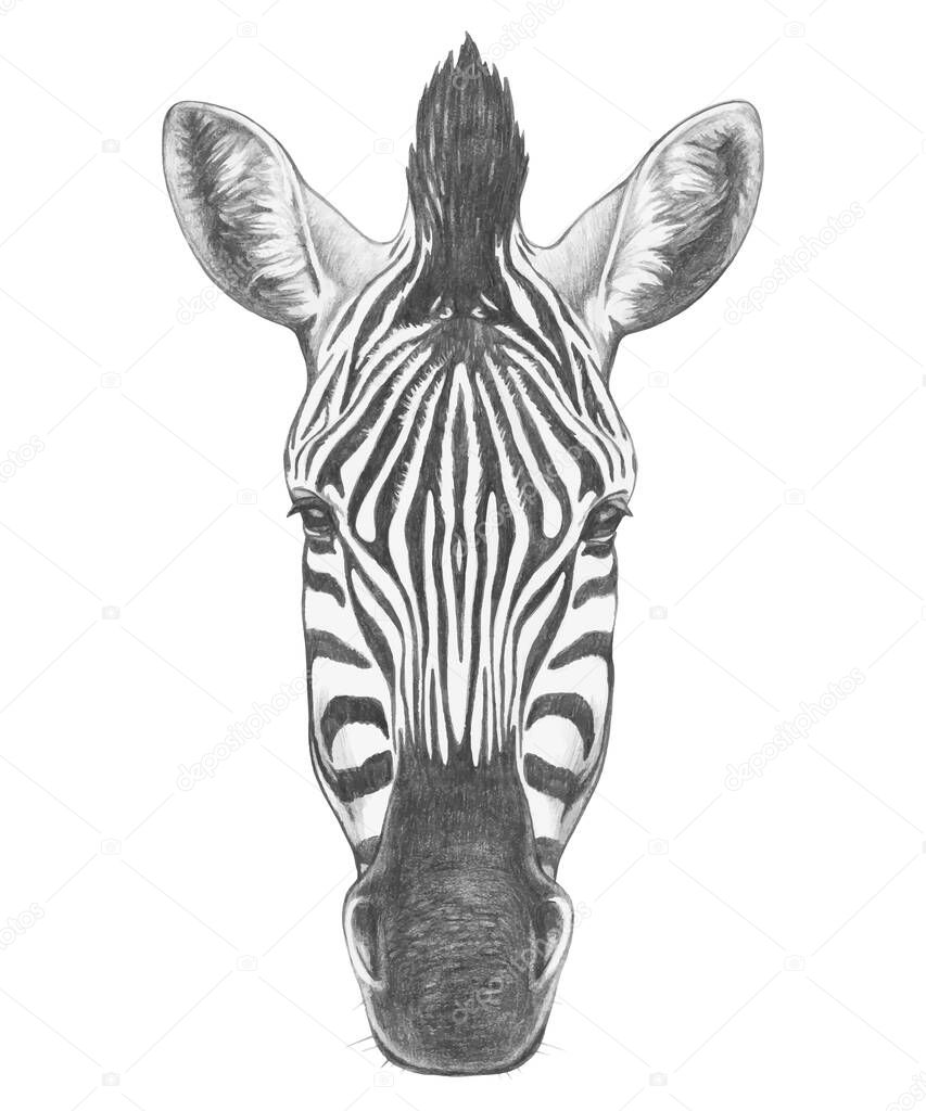 Portrait of Zebra. Hand drawn illustration