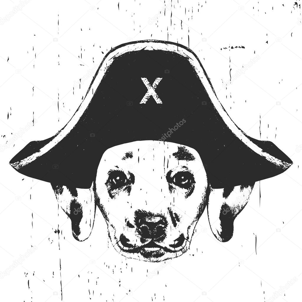 Portrait of Dalmatian with a pirate hat. Vector.