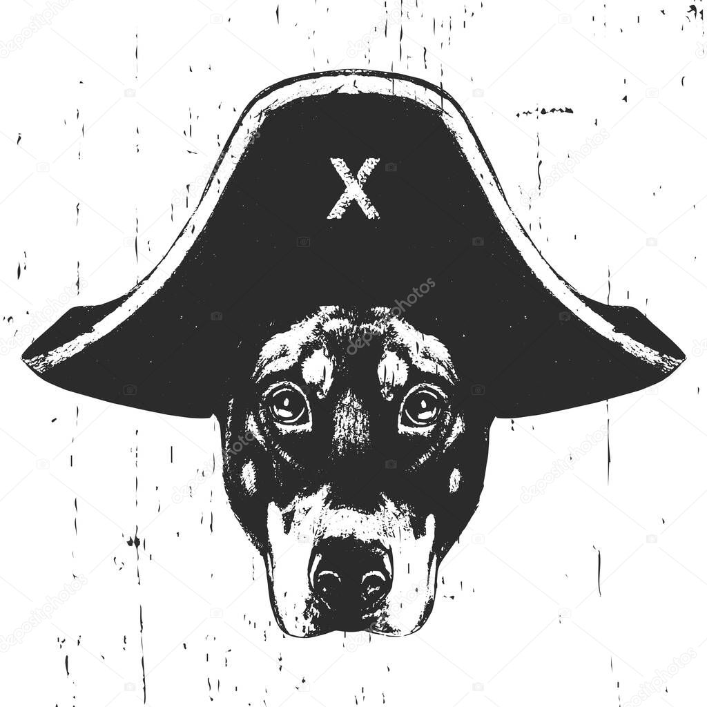 Portrait of Doberman pincher with a pirate hat. Vector.