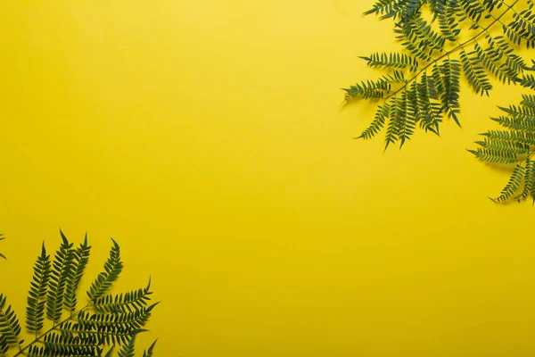 Jakaranda větev na žlutém podkladu. Kreativní snímky — Stock fotografie