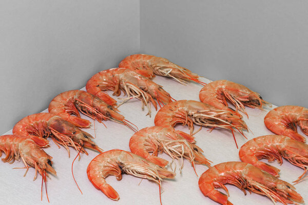 Tiger shrimps on the gray background. Modern image — Stock Photo, Image