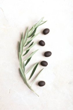 Kopya alanı beyaz zemin üzerine zeytin dalı