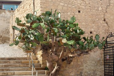 Dikenler ve sarı çiçekler ile çiçekli kaktüs ağacı